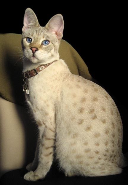 This is the most beautiful cat. His eyes and coloring is gorgeous ... Hybrid Cat, Huge Cat, Savannah Cat, Image Chat, Bengal Cat, Domestic Cat, Cat Sitting, The Father, Pretty Cats