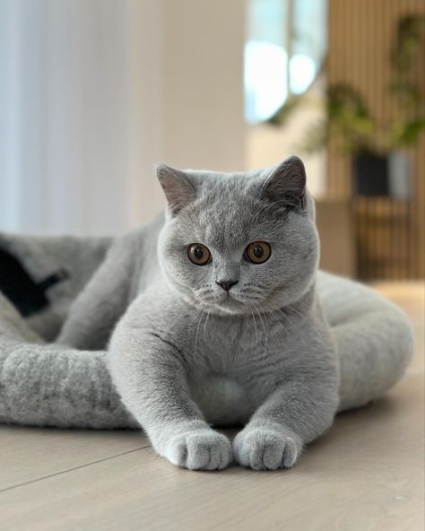 Grey British Shorthair, Russian Cat, Dog Breeds List, British Shorthair Cats, Baby Kittens, British Shorthair, Cute Cats And Dogs, Pretty Cats, Cute Little Animals