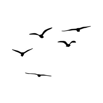 Flock Of Birds Flying, Flying Seagull, Birds Png, Flying Bird Silhouette, Wild Goose, Watercolor Clouds, Wallpaper Photo Gallery, Birds In The Sky, Water Background