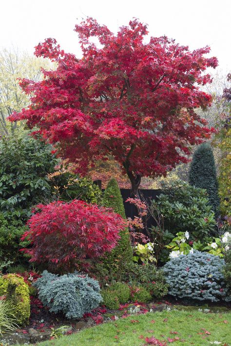 Maple Tree Landscape, Acer Trees, Tree In Autumn, Japanese Garden Landscape, Japanese Maples, Japanese Maple Tree, Acer Palmatum, Garden Aesthetic, Red Tree