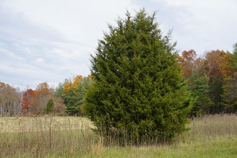 When is a cedar not a cedar? When it’s an eastern redcedar. The name is a misnomer. This plant is actually a juniper, as its botanical name (Juniperus virginiana) indicates. True cedars belong to the Cedrus genus and are not… Eastern Red Cedar Tree, Red Cedar Tree, Windbreak Trees, Juniperus Virginiana, Eastern Red Cedar, Cedar Tree, Cedar Trees, Garden Route, Master Gardener