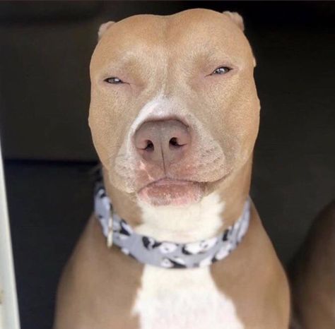 Dog Meme, Dog Sitting, Light Skin, Pitbull, Skin, On Instagram, Instagram