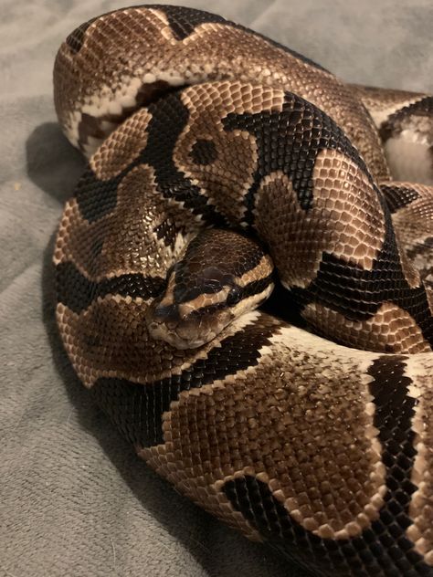 Brown Snake Aesthetic, Snake Names, Snake Terrarium, Snake Photos, Snake Tank, Pretty Snakes, Colorful Snakes, Ball Python Morphs, Snake Lovers