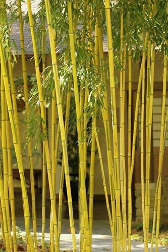 Enter To Win A $100 Gift Card from Wilson Bros Gardens Golden Bamboo Plant, Bamboo Plant Care, Root Barrier, Phyllostachys Nigra, Southern Interior, Plant Hardiness Zone Map, Growing Bamboo, Golden Bamboo, Bamboo Roots