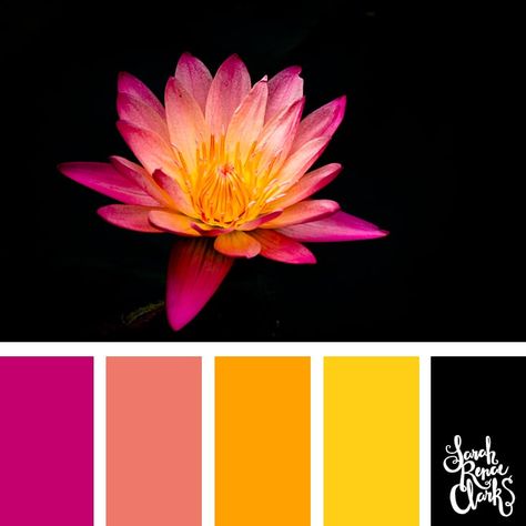 Pink and yellow  colors for Spring/Summer 2019!  Pantone Color Palette by Sarah Renae Clark Lotus Colour Palette, Sarah Renae Clark Color Palettes, Black And Yellow Color Palette, Lotus Color Palette, Flamingo Color Palette, Pink And Yellow Palette, Pink And Yellow Color Palette, Pink Color Combinations, 3 Color Combinations