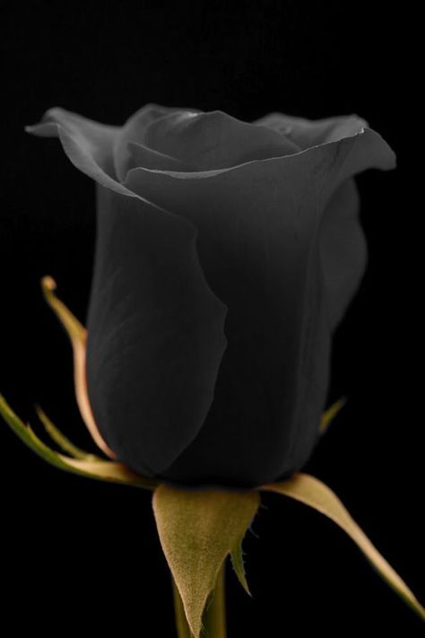 Rose Belle, Dark Flowers, Black Flowers, Love Rose, Flower Beauty, Shades Of Black, Black Is Beautiful, Love Flowers, Amazing Flowers