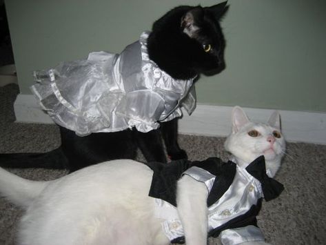 Getting Married Abroad, White And Black Cat, Cat Wedding, Two Boys, Cat S, Cat Character, Cat Dresses, Silly Animals, White Cats