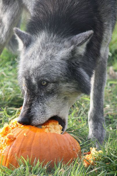 Wolf Eating, Wolf Photography, Wolf Spirit, Beautiful Wolves, Wild Dogs, Interesting Photos, Beautiful Animals, Cute Creatures, Animals Images