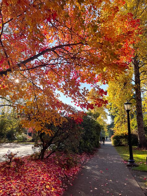 Leaves Falling Aesthetic, Fall Leaves Falling, Oregon Aesthetic, Fall Szn, Trees Autumn, Autumn Instagram, Fall Trees, Fall Mood Board, Fall Landscape