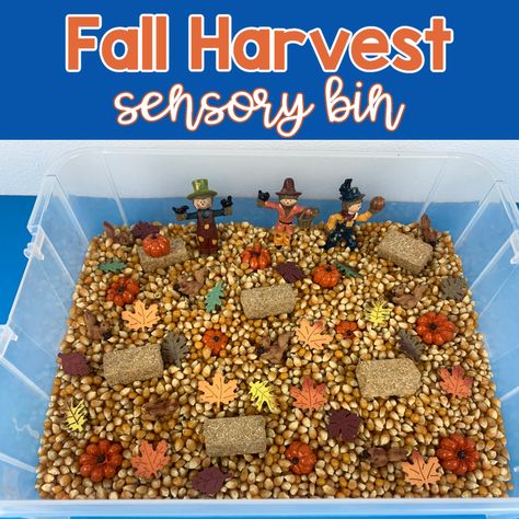 Fall Harvest Sensory Bin Harvest Sensory Bin, Jello Playdough, November Lesson Plans, Fall Kindergarten Activities, Infant Toddler Classroom, How To Make Jello, Fall Sensory Bin, Kids Sensory Activities, Fall Sensory