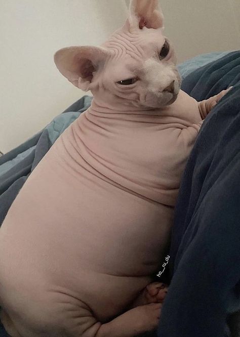 Fat Hairless Cat, Cute Hairless Cat, Ugly Cat, Sphinx Cat, Silly Cats Pictures, Hairless Cat, Sphynx Cat, Silly Animals, Fat Cats