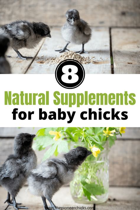 Good Gut Bacteria, Raising Chicks, Cat Proofing, Chicken Health, Raising Backyard Chickens, Chicken Cages, Farm Fresh Eggs, Goat Farming, The Immune System