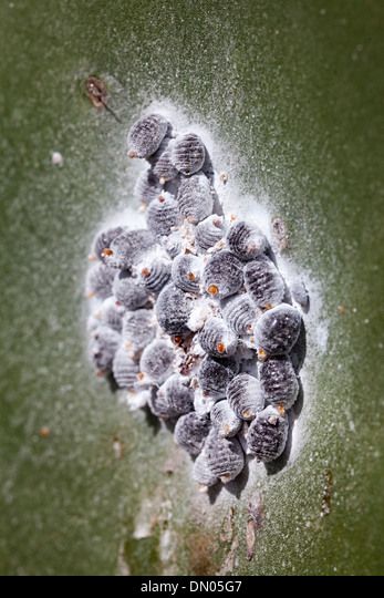 Cochineal beetle, a scale insect on Opuntia prickly pear cactus, farmed on Lanzarote, Canary Islands, Spain Stock Photo Cactus Farm, San Bartolo, Mealy Bugs, Scale Insects, Canary Islands Spain, Pear Cactus, Prickly Pear Cactus, Prickly Pear, Canary Islands