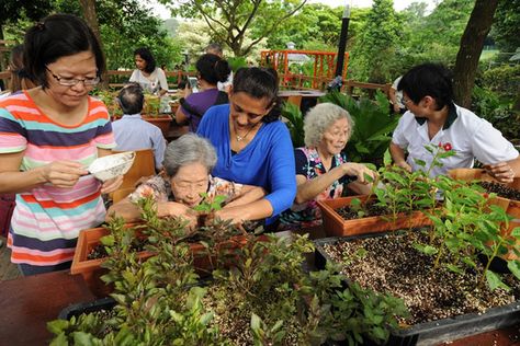 Therapeutic Horticulture Programme Therapeutic Landscape Design, Therapeutic Horticulture, Horticulture Therapy, Mind Health, Garden Therapy, Sensory Garden, Aged Care, Urban Landscapes, Garden Park