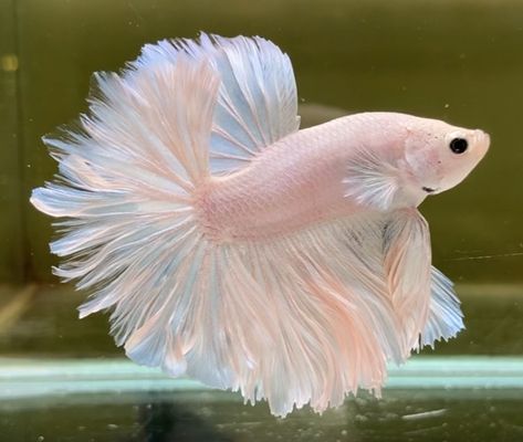 Beautiful Beta Fish, Pearlscale Fish, Pretty Betta Fish, Pet Fish Aesthetic, Betta Fish Aesthetic, Rosetail Betta, Pink Betta Fish, Cute Fishes, Fish Pictures