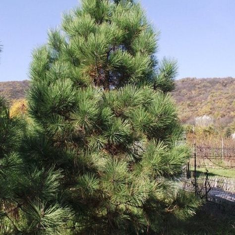 7 Types of Pine Trees That are Great for Home Landscapes Shortleaf Pine Tree, Scot Pine Tree, Planting Pine Trees, Lodgepole Pine Tree, Pine Trees Landscaping, Austrian Pine Tree, Pine Tree Garden, Woodland Landscaping, Fast Growing Pine Trees