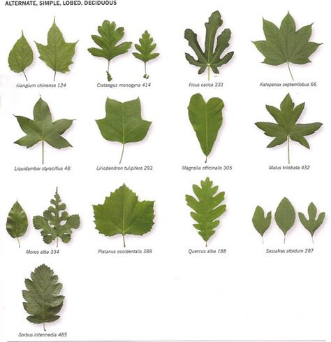 Michigan+Tree+Identification+by+Leaf | Identify Trees By Their Leaves » insideBookOfLeaves_p35 Plant Identification Chart, How To Identify Trees, British Trees, Identify Trees, Tree Leaf Identification, Michigan Trees, Leaf Types, Identifying Trees, Leaf Identification