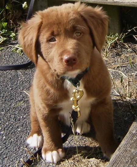 Golden Retriever Mix Puppies, Labrador Puppies For Sale, Lab Mix Puppies, Golden Retriever Mix, Labrador Retriever Puppies, Puppies And Kitties, Labrador Retriever Mix, Interactive Dog Toys, Labrador Puppy