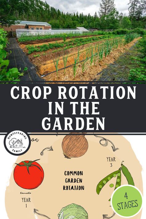 Use this crop rotation system each year to gain the advantages and benefits healthy soil brings to your vegetable garden. Happiness Runs Crop, 3 Year Crop Rotation, Garden Rotation Plan, Crop Rotation Charts, Garden Crop Rotation, Controlled Articular Rotations, Planting Seeds Indoors, Nitrogen Fixing Plants, Heating A Greenhouse