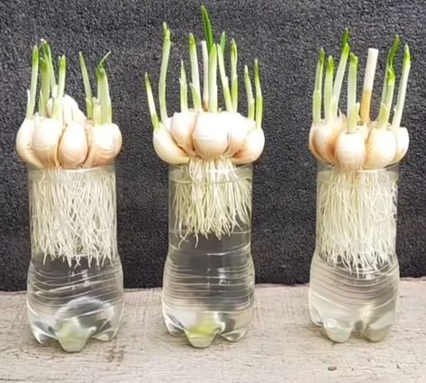 Home Planting Tips and Tricks Growing Garlic From Cloves, Grow Garlic Indoors, Grow Garlic, Growing Vegetables In Pots, Growing Ginger, Planting Tips, Garden Remedies, Growing Garlic, Garden Hacks