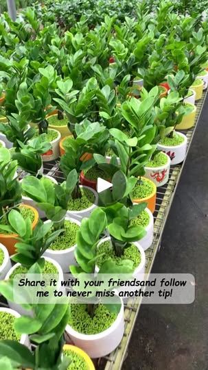 33K views · 857 reactions | The best homemade fertilizer for your plants – simple, natural, and effective! 🌱

#HomemadeFertilizer #PlantCareTips #GardeningHacks #GardenLove | Seed to Flower Home Made Fertilizer, Homemade Fertilizer, Hanging Plants Outdoor, Plant Fertilizer, Garden Hacks Diy, Plant Tips, Indoor Vegetable Gardening, Natural Fertilizer, Garden Hacks