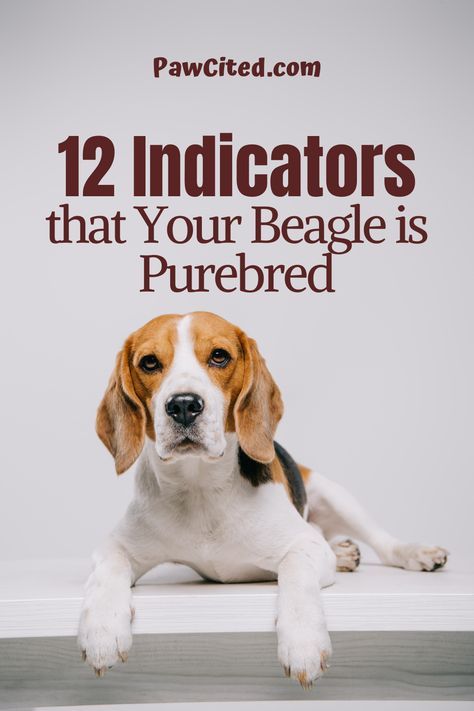 As a beagle owner, you might be curious if it's purebred or not. There are 8 physical characteristics and 4 behavioral indicators of a purebred beagle. Find out here. #purebredbeagle #purebreed #beagle #dogbreed #doglover #dog101 Funny Beagle Pictures, Catahoula Leopard Dog Facts, Dog Shedding Remedies, Types Of Beagles, Dog Facts Interesting, Beagle Dog Facts, Beagle Dog Puppies, Beagle Colors, Beagle Pictures