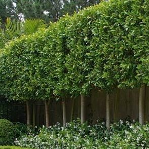 Yew Hedge Border, Pleached Hedge, Hedging Ideas, Buxus Hedge, Ficus Hedge, Yew Hedge, Pleached Trees, Privet Hedge, Privacy Hedges