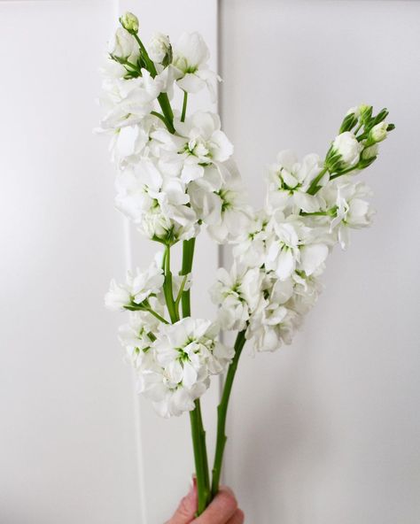 Custom Wedding Flowers For All on Instagram: “[Matthiola incana] also known as Hoary Stock, is a flowering plant that has a beautiful, soft fragrance. It’s one of my favourite types of…” Matthiola Flower, Matthiola Incana, Colour Guide, My Favourite Things, Open When, Growing Seeds, Fresh Cut, Types Of Flowers, Color Of The Year