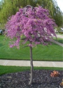 Lavender Twist Weeping Redbud Tree Weeping Redbud Tree, Weeping Redbud, Weeping Trees, Cheap Landscaping Ideas, Red Maple Tree, Landscaping Trees, Redbud Tree, Red Bud, Front Landscaping