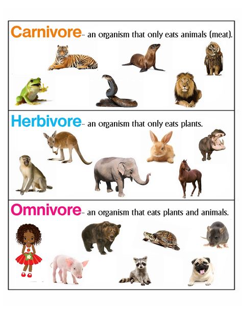 Carnivore, Herbivore & Omnivore ~ Anchor Chart * Jungle Academy Omnivores Animals Pictures, Carnivore And Herbivore Activities, Omnivores Carnivores Herbivores, Carnivorous Animals For Kids, Herbivores Animals Worksheet, Carnivorous Animals Chart, Omnivore Carnivore Herbivore Worksheet, Carnivore Omnivore Herbivore Activities, Carnivore Herbivore Omnivore Worksheets