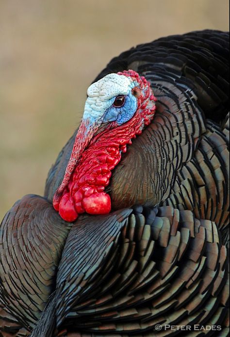 An upland game bird native to North America. Inhabits forests with scattered openings, particularly forests with nut-bearing trees such as oak and hickory. Turkey Bird, Tom Turkey, Turkey Art, Bird Identification, Small Band, Bird Quotes, Turkey Time, Wild Turkey, Turkey Hunting