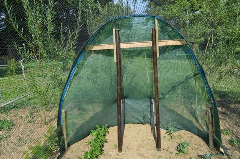 Cheap Fruit and Veg Cage Fruit Cage Diy, Fruit Cages Walk In Diy, Fruit Tree Cage, Berry Bush Cages, Crop Cages For Garden Diy, Fruit Cage, Cauliflowers, Old Cds, Wooden Poles