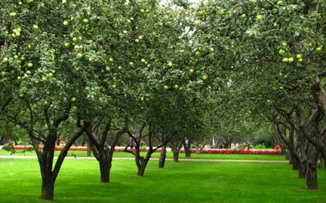 Fruit Trees Garden Design, Tree Garden Design, Small Fruit Trees, Espalier Fruit Trees, Fruit Tree Garden, Fruit Orchard, Orchard Design, Orchard Garden, Apricot Tree