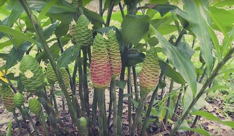 How to Grow a Shampoo Ginger Lily (Zingiber zerumbet) - Gardening Channel Shampoo Ginger Lily, Ginger Lily Plant, Zingiber Zerumbet, Shampoo Ginger, Lily Plant, Ginger Lily, Lily Plants, How To Grow, Plant Care