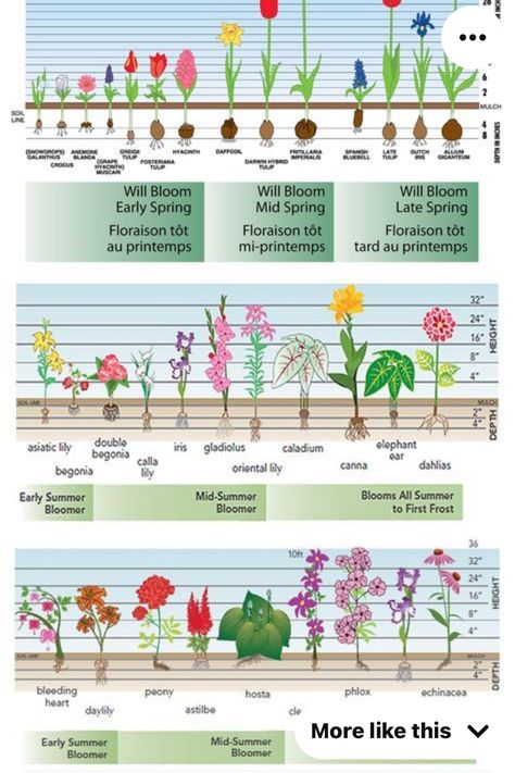 Garden Flower Beds, Fall Bulbs, Different Types Of Flowers, Garden Bulbs, Cut Flower Garden, Spring Plants, Creative Gardening, Landscape Plans, Beautiful Flowers Garden