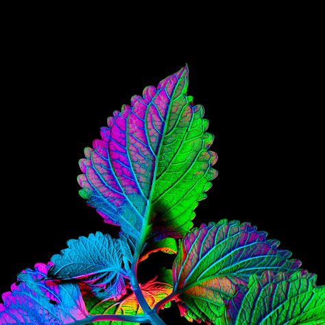 I’ve been admiring the veins of this venice boulevard coleus all summer! Impulse purchase that definitely became a house favorite 🤩 . . . . #pdxphotographer #portlandphotographer #coleus #alienbees #neonplants #gelphotography #botanicalartist #botanicalart #botanicalprint #botanicalphotography Neon Plants, Plant Illustration, Botanical Art, Botanical Prints, A House, Venice, Neon, Illustrations, Plants