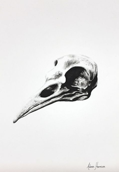 Skull Illustration Artworks, Raven Skull Drawing, Animal Skull Drawing, Lino Carving, Bird Skulls, Bird Tattoo Back, Ashvin Harrison, Red Bird Tattoos, Skull Reference