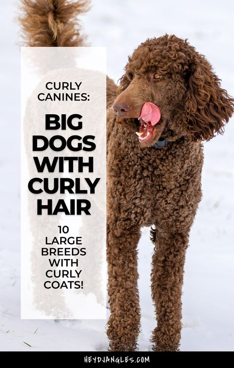 If you're a fan of big, lovable canines with gorgeous curly coats this post is for you!  From gentle giants to active companions, check out 10 beautiful big dogs with curly hair, right here! Curly Hair Dogs Breeds, Curly Dog, Big Poodle Dogs, Dogs Curly Hair, Big Poodle, Toy Poodle Full Grown, Brown Poodle Standard, Big Dog Breeds Gentle Giant, Poodle Cross Breeds