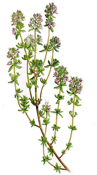 Timian (Thymus vulgaris) Shakespeare Garden, Thyme Plant, Thyme Flower, Thymus Vulgaris, Cooking Herbs, 5 Elements, Plant Drawing, Scientific Illustration, Botanical Illustrations