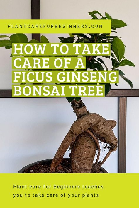 In this plant care guide, we're going to look at how you can take care of a Ficus Ginseng, an indoor Bonsai Tree. A lot of Bonsai Trees grow outside, but a select few trees also do well indoors, like the Ficus Ginseng. We'll look at all the basics on how to help your Ficus thrive in your house! Ginseng Ficus, Ginseng Bonsai, Ficus Ginseng Bonsai, Ginseng Plant, Ficus Bonsai Tree, Ficus Ginseng, Ficus Bonsai, Bonsai Pruning, Bonsai Ficus