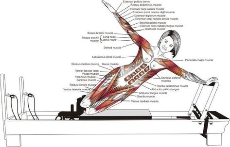 Pilates Anatomy, Pilates Reformer Exercises, Studio Pilates, Pilates Mat, Joseph Pilates, Pilates Training, Sup Yoga, Muscle Anatomy, Pilates Instructor