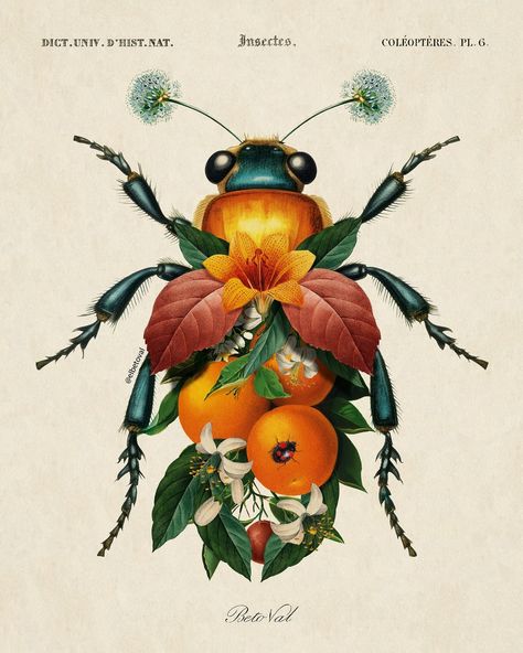 Beto Val | Insect fruit #2 Vintage surrealism | collage digital. © Beto Val. 2024. PRINTS: www.elbetoval.com #insect #digitalart #elbetoval… | Instagram Vintage Surrealism, Vintage Insect Prints, Surrealism Collage, Insect Photos, Botanical Collage, Watercolor Portrait Painting, Insect Photography, Insect Print, Collage Vintage