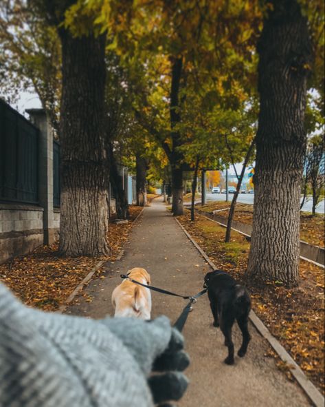 Dogs Walking Aesthetic, Autumn Dog Walk Aesthetic, Early Morning Dog Walk, Cozy Dog Aesthetic, Walk Dogs Aesthetic, Dogs Vision Board, Dog Life Aesthetic, Love Animals Aesthetic, Walking Dogs Aesthetic