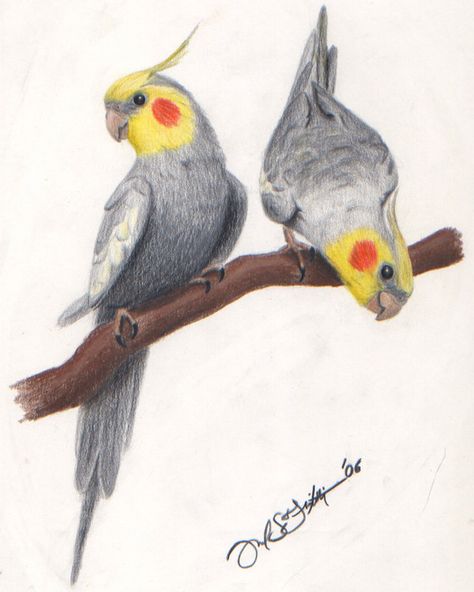 Color pencil drawing of two cockatiels. Cockatiel Painting, Cockatiel Drawing, Burung Kakatua, Parrots Art, Drawing Color, Color Pencil Art, Color Pencil Drawing, Bird Drawings, Color Pencil