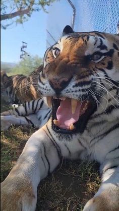 Unlikely Animal Friends Videos, Tiger Sound, Types Of Tigers, Wild Life Videos, Tiger Video, Wild Animals Videos, Lions And Tigers, Cute Tiger, Exotic Cats