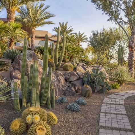 Sonoran Desert Inspired Landscape Design and Build | Trademark Landscapes Hillside Landscaping With Boulders, Sonoran Desert Landscape, Desert Landscaping Backyard, Desert Landscape Design, Cactus Garden Landscaping, High Desert Landscaping, Cactus Gardens, Desert Backyard, Arizona Backyard