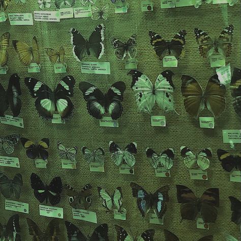 Bug Catching Aesthetic, Pinned Bugs Aesthetic, Bug Collection Aesthetic, Bug Core Aesthetic, Green Bug Aesthetic, Taxidermist Workshop, Dark Bug Aesthetic, Bug Aesthetic Dark, Bug Pinning Aesthetic