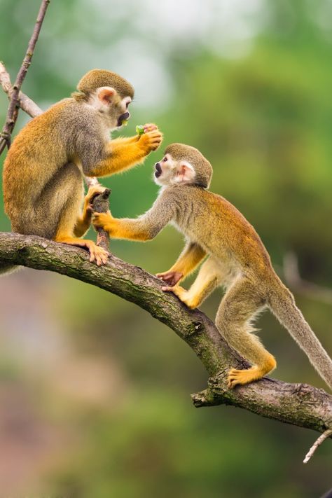 Monkey Symbolism in Native America Squirrel Monkey, Wild Animals Photography, Barrel Of Monkeys, Primates, Animal Planet, Nature Animals, Spirit Animal, Monkeys, Animal Kingdom