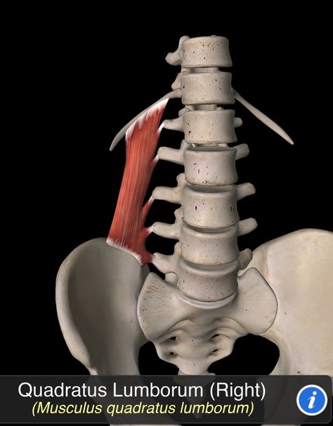 Musculus Quadratus Lumborum Quadratus Lumborum, Human Muscle Anatomy, Muscle Anatomy, Body Systems, Anatomy Reference, Pilates, Anatomy, Spa, Human Body