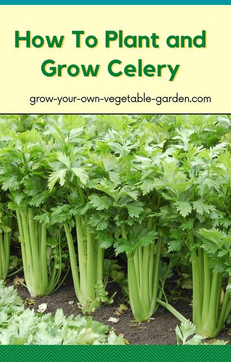 Celery Planting How To Grow, Growing Celery In Garden, How To Plant Celery, How To Grow Celery From Seed, Grow Carrots From Seed, Growing Celery From Seed, Planting Carrots From Seed, Thrill Fill Spill Combinations, Planting Celery